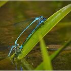 Gruppensex im Gartenteich