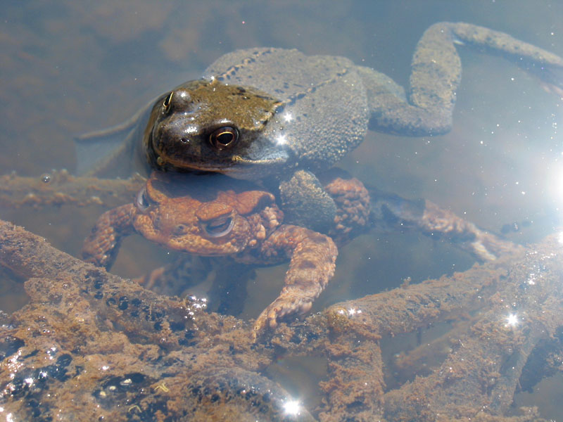 Gruppensex im Gartenteich..