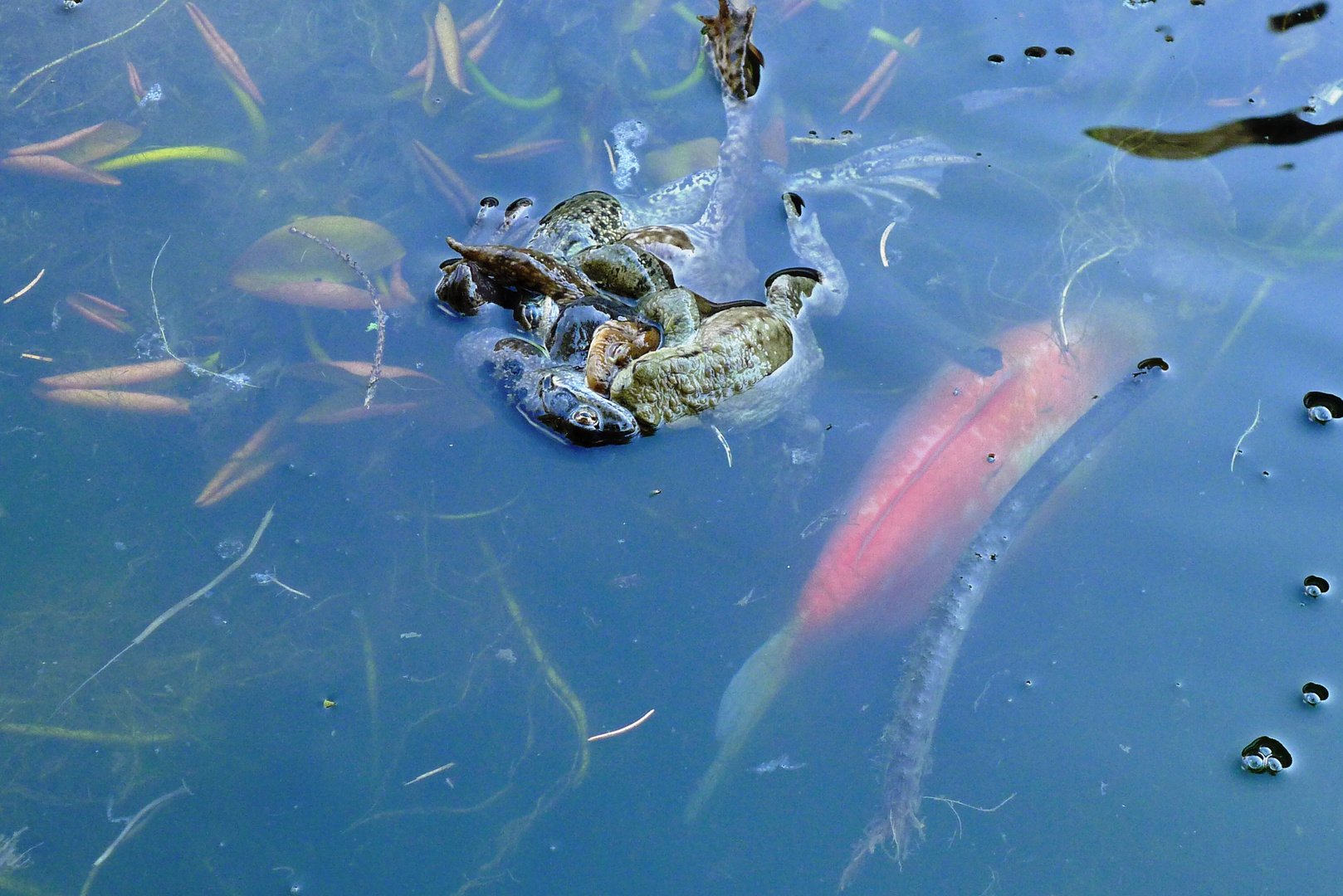 Gruppensex im Goldfischbecken