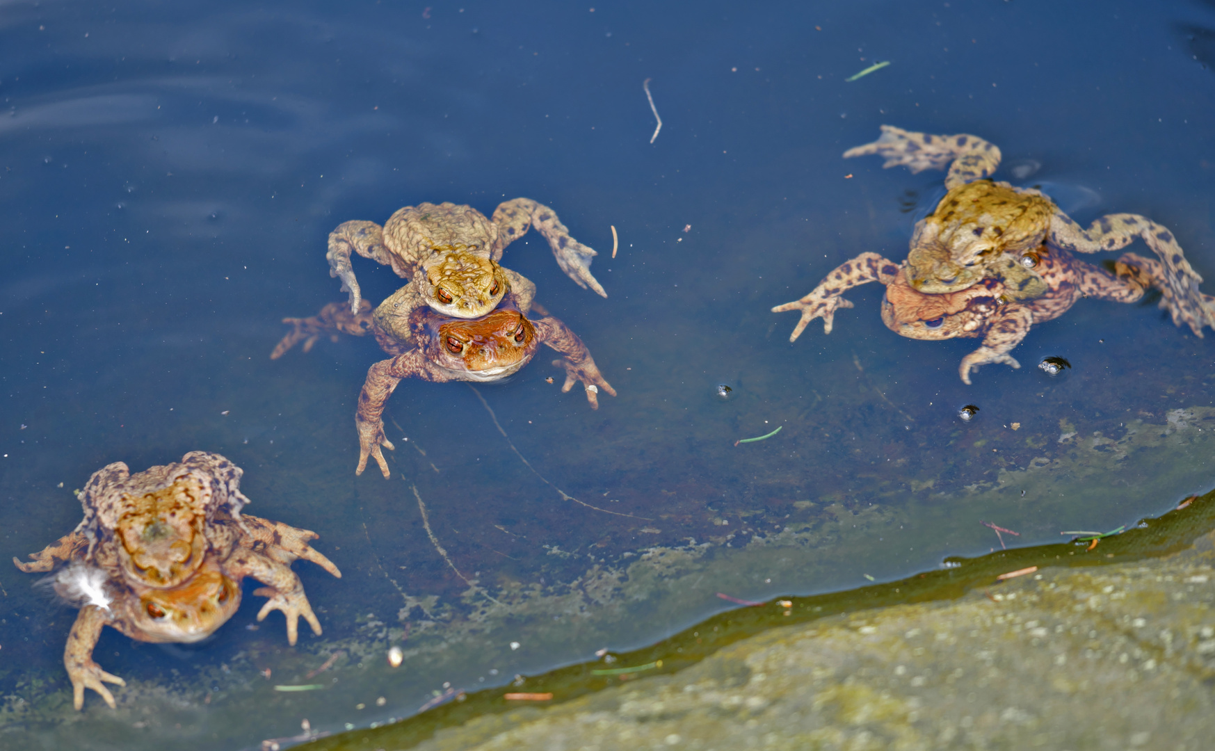 Gruppensex im Teich