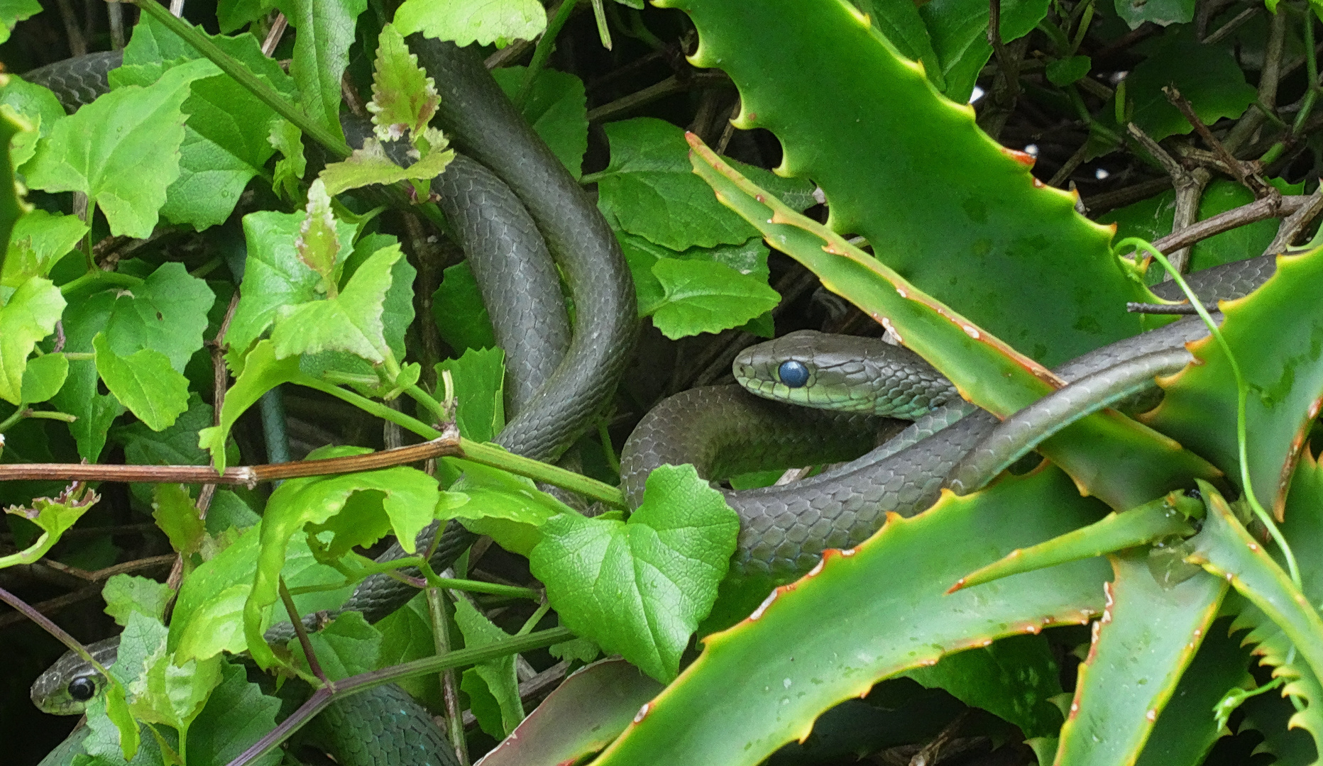 Gruppensex von Wildlife-Schlangen