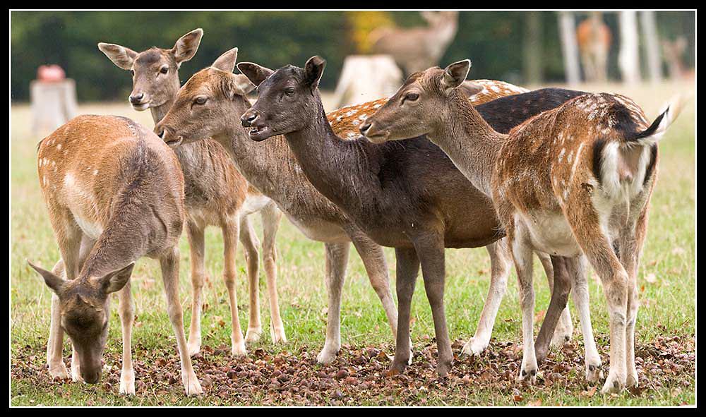 Gruppensprecher