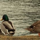 Gruppenversammlung am Ufer