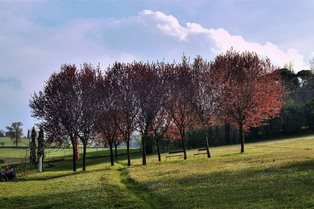 gruppo di alberi