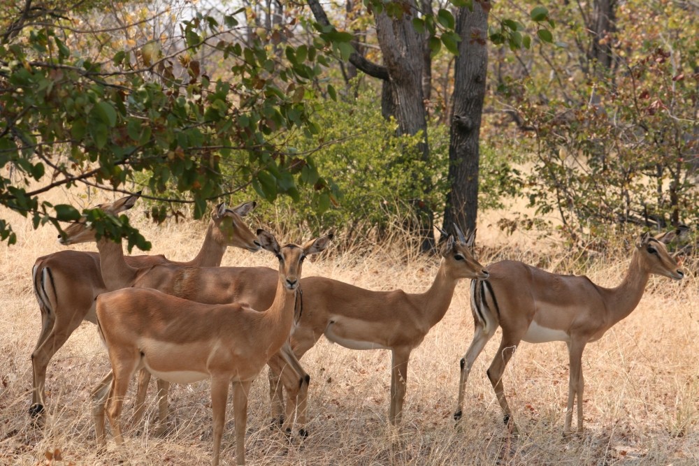 Gruppo di impala