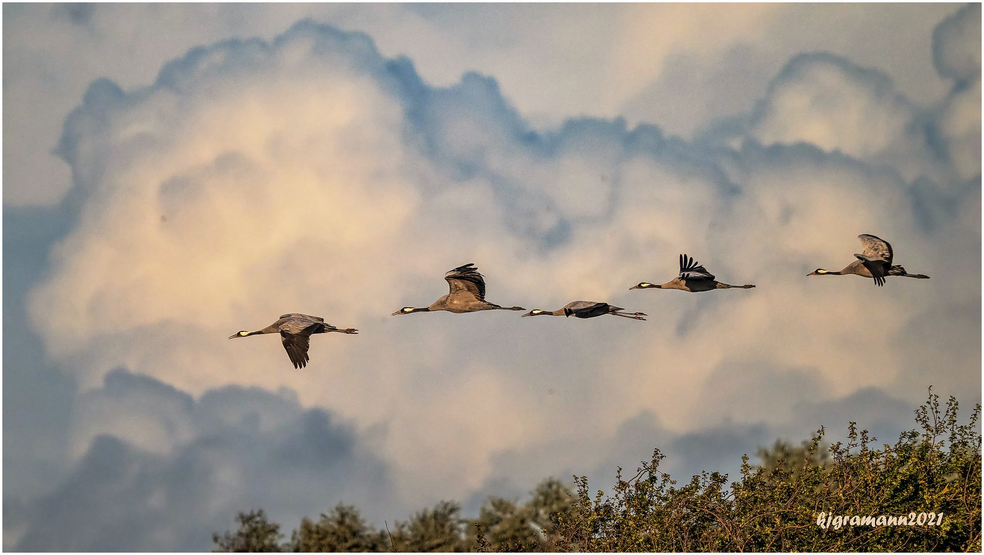 grus grus im gleitflug.....