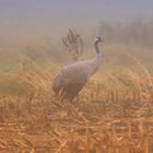 Grus Grus im Nebel