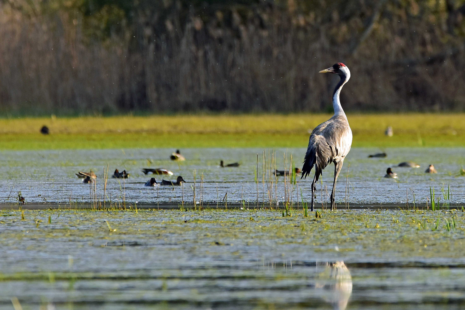 Grus grus- Kranich 1