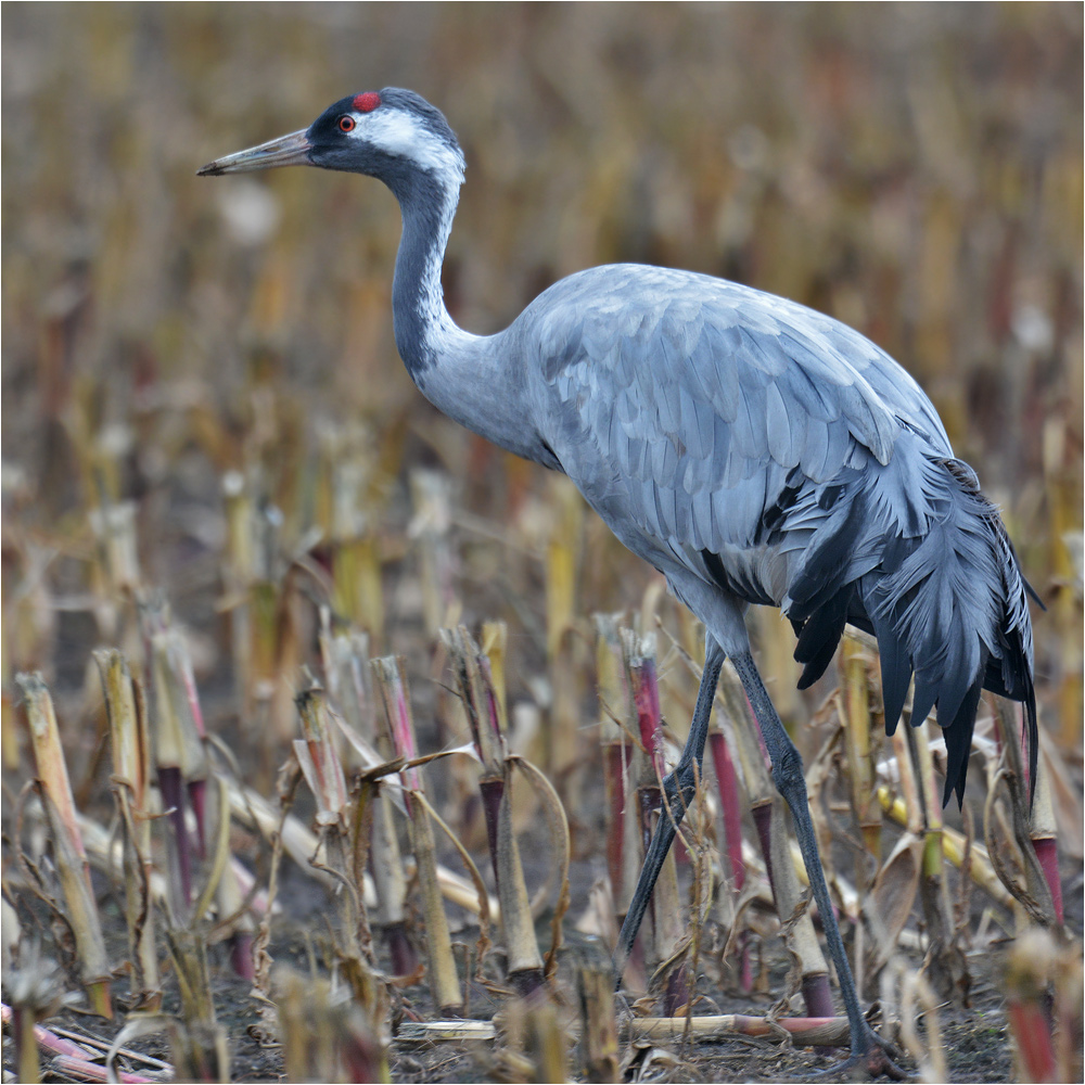 Grus grus - Kranich . . .