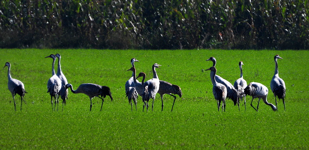 Grus grus Trompetenecho