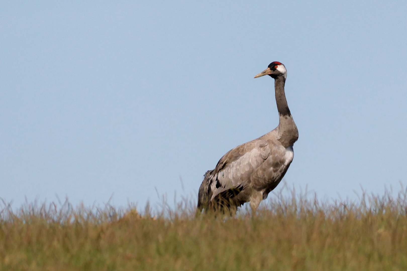 Grus grus ( vom ) Kranich