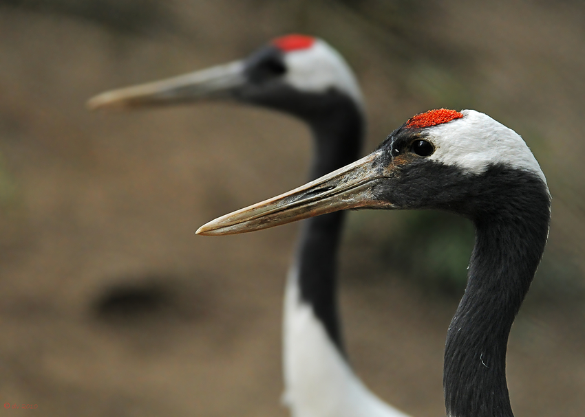 Grus japonensis