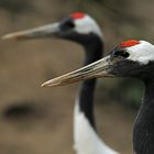 Grus japonensis