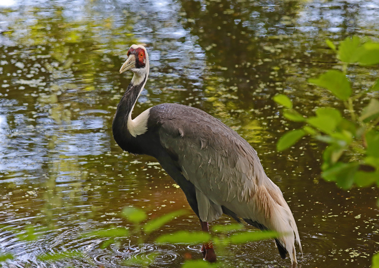 Grus Vipio