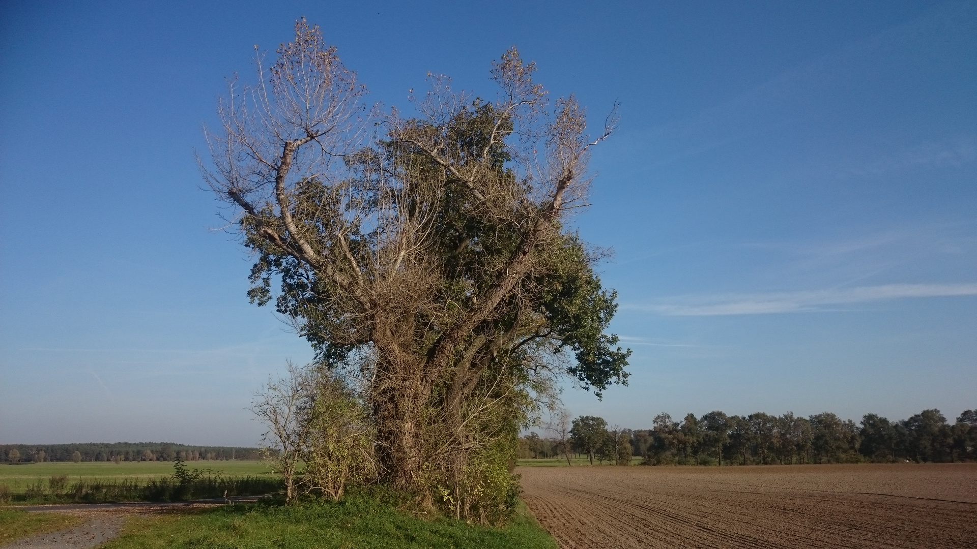 Gruseliger Baum 