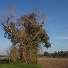 Gruseliger Baum 