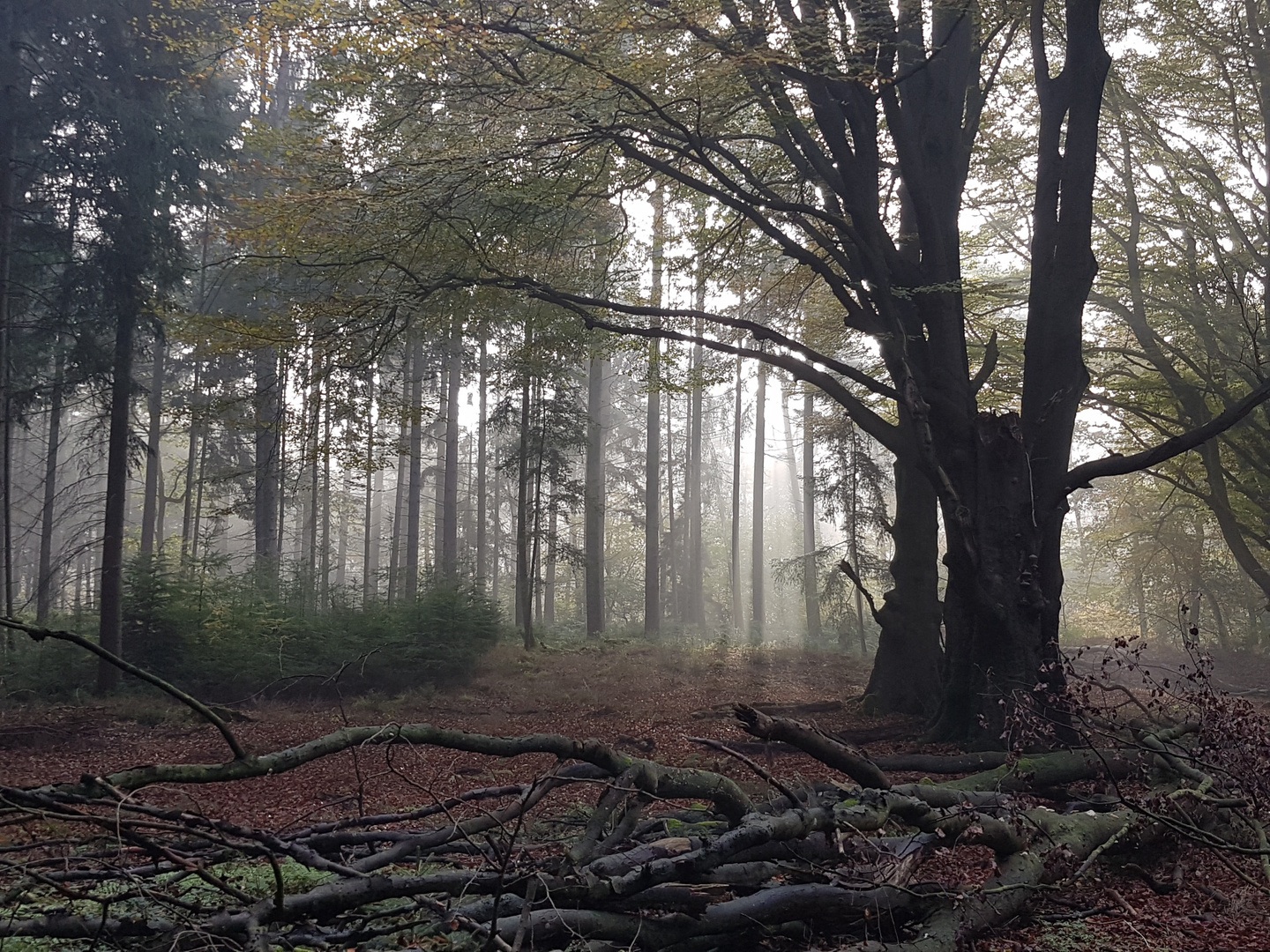 Gruseliger Wald im Nebel