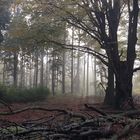 Gruseliger Wald im Nebel