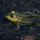 Gruß an Renate... sei kein Frosch