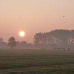 Gruß aus dem Alten Land 5