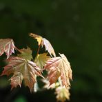 Gruß aus dem April