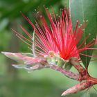 Gruss aus dem botanischen Garten Zürch