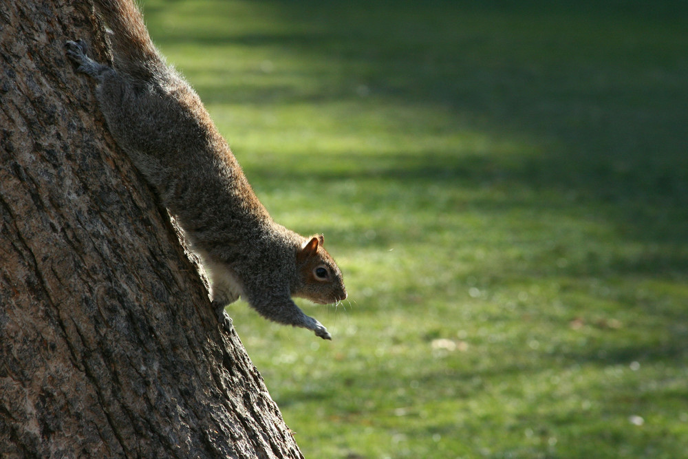 Gruß aus dem Central Park