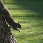 Gruß aus dem Central Park