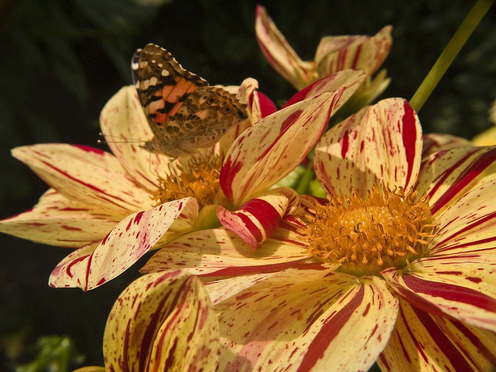 Gruß aus dem Dahliengarten