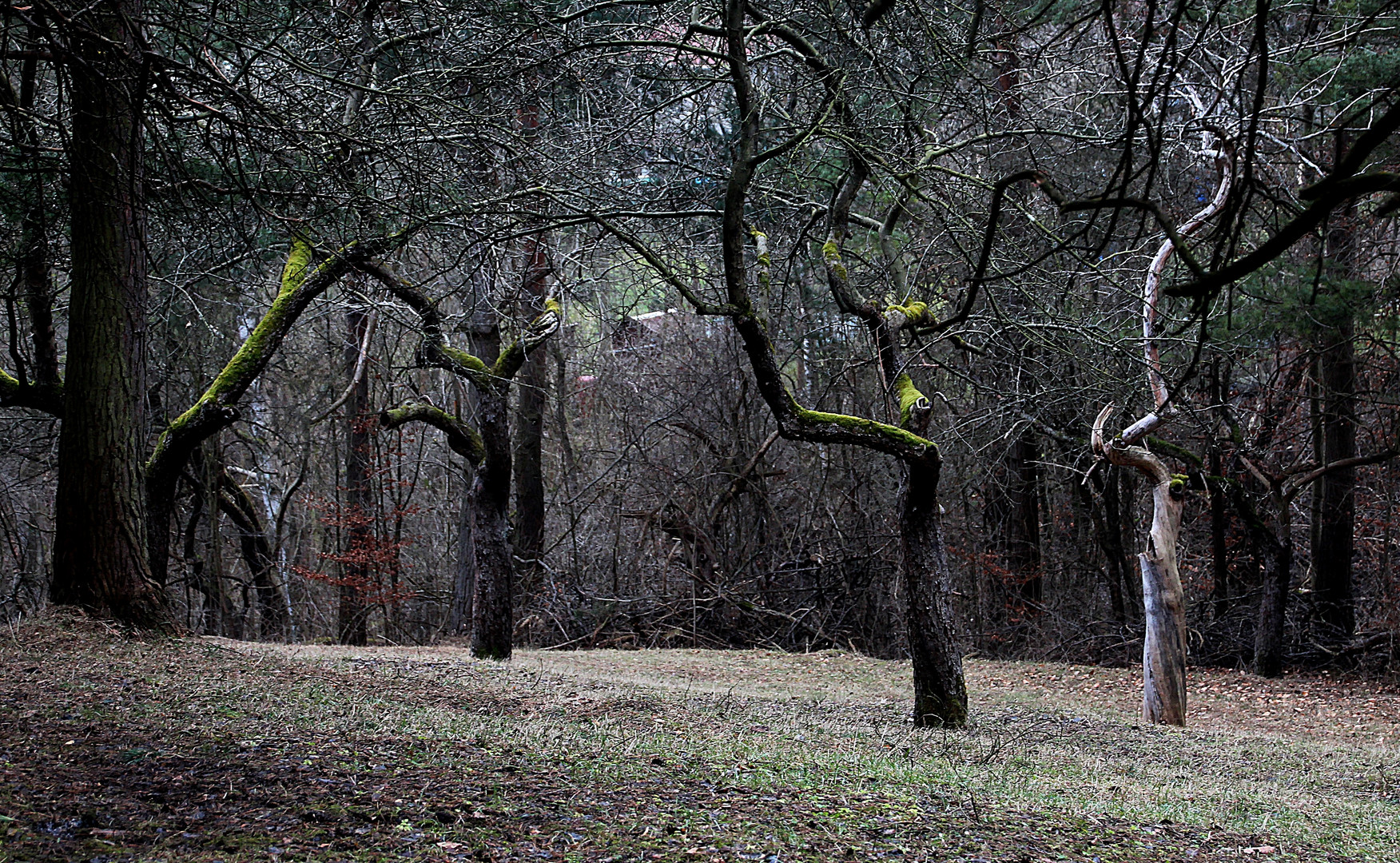 Gruß aus dem Februarwald bei Jena 1