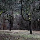 Gruß aus dem Februarwald bei Jena 1