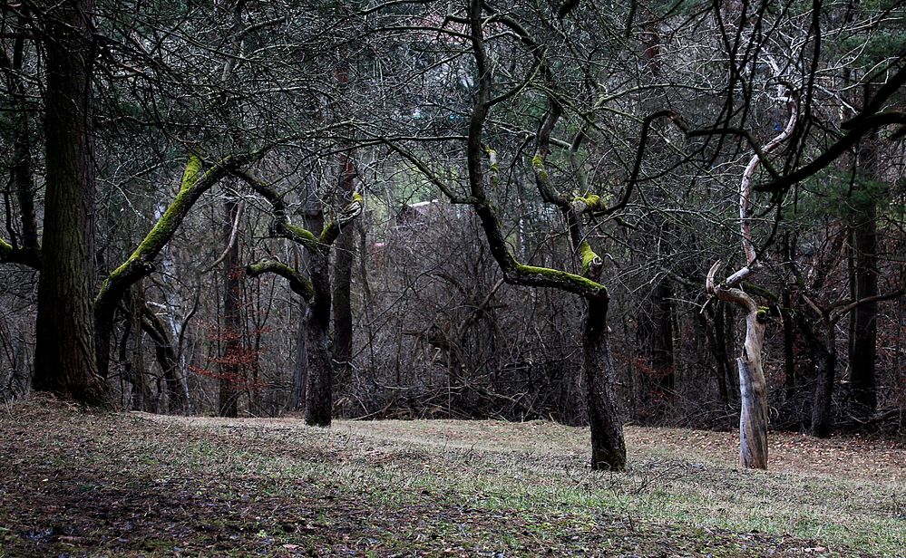 Gruß aus dem Februarwald bei Jena 1