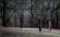 Gruß aus dem Februarwald bei Jena 1