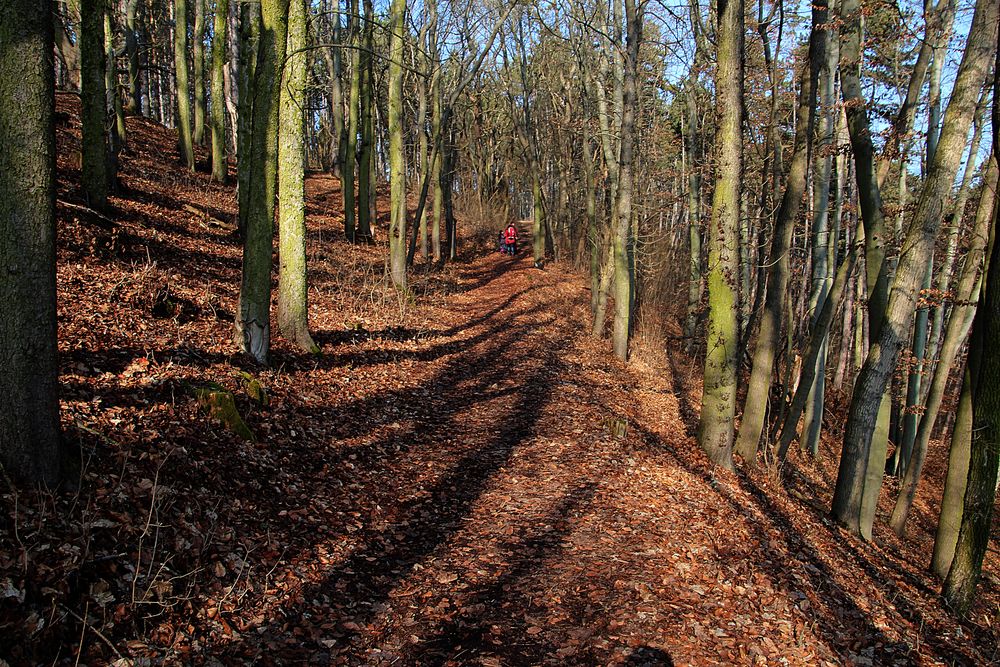 Gruß aus dem Februarwald bei Jena 3