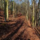 Gruß aus dem Februarwald bei Jena 3