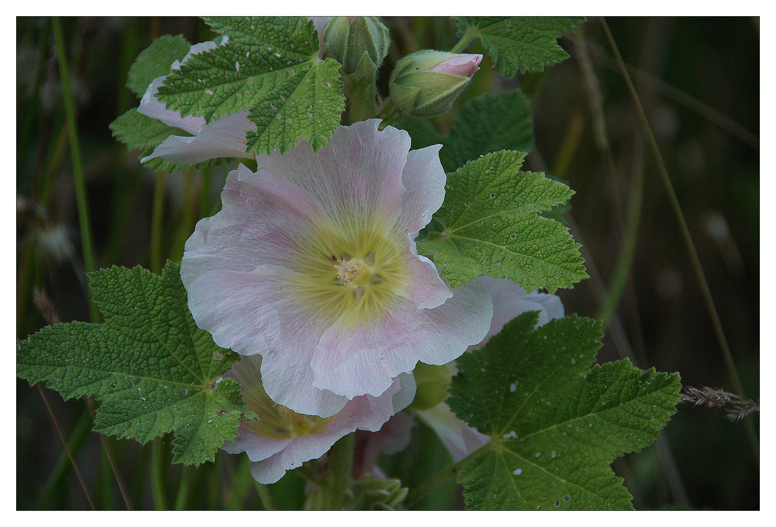 Gruss aus dem Garten