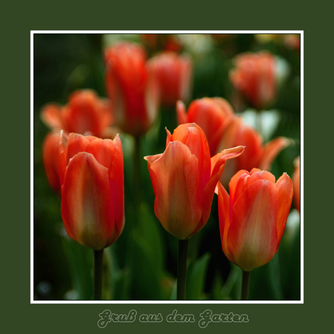 Gruß aus dem Garten