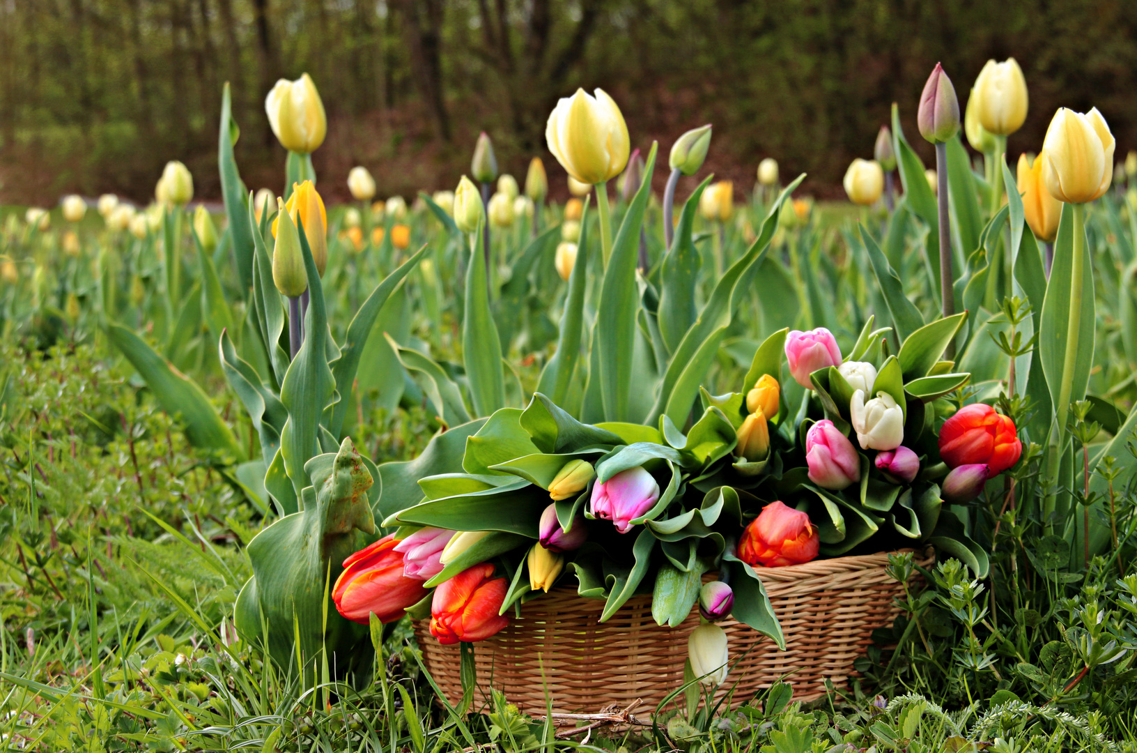 Gruß aus dem Garten