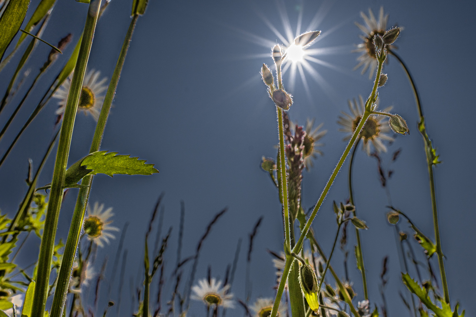 Gruß aus dem Garten