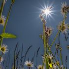 Gruß aus dem Garten