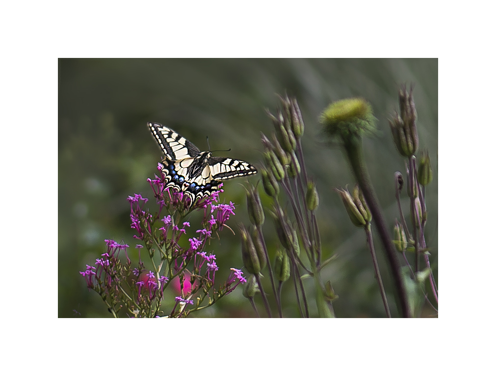 Gruß aus dem Garten vom Schwalbenschwanz