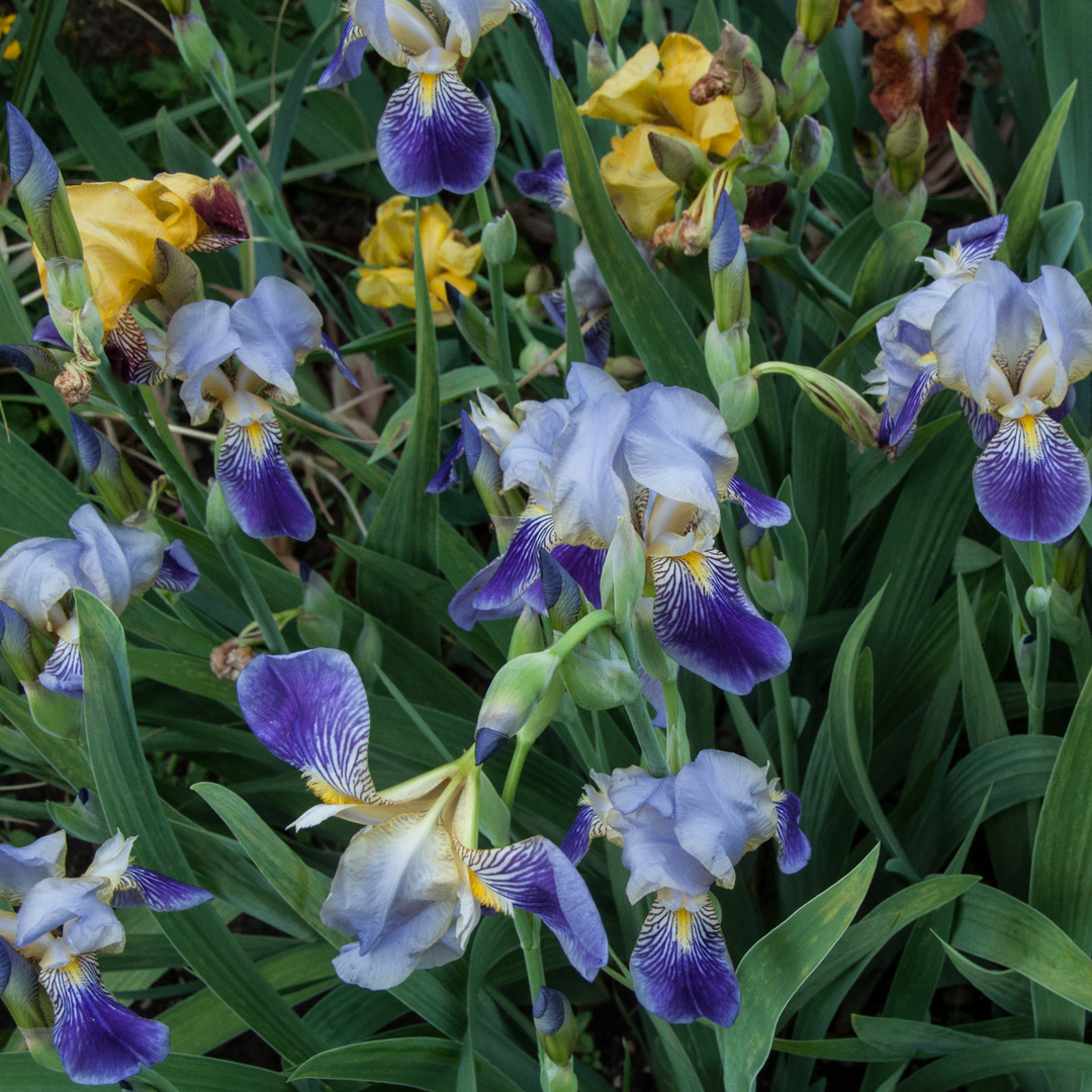 Gruß aus dem Iris-Garten