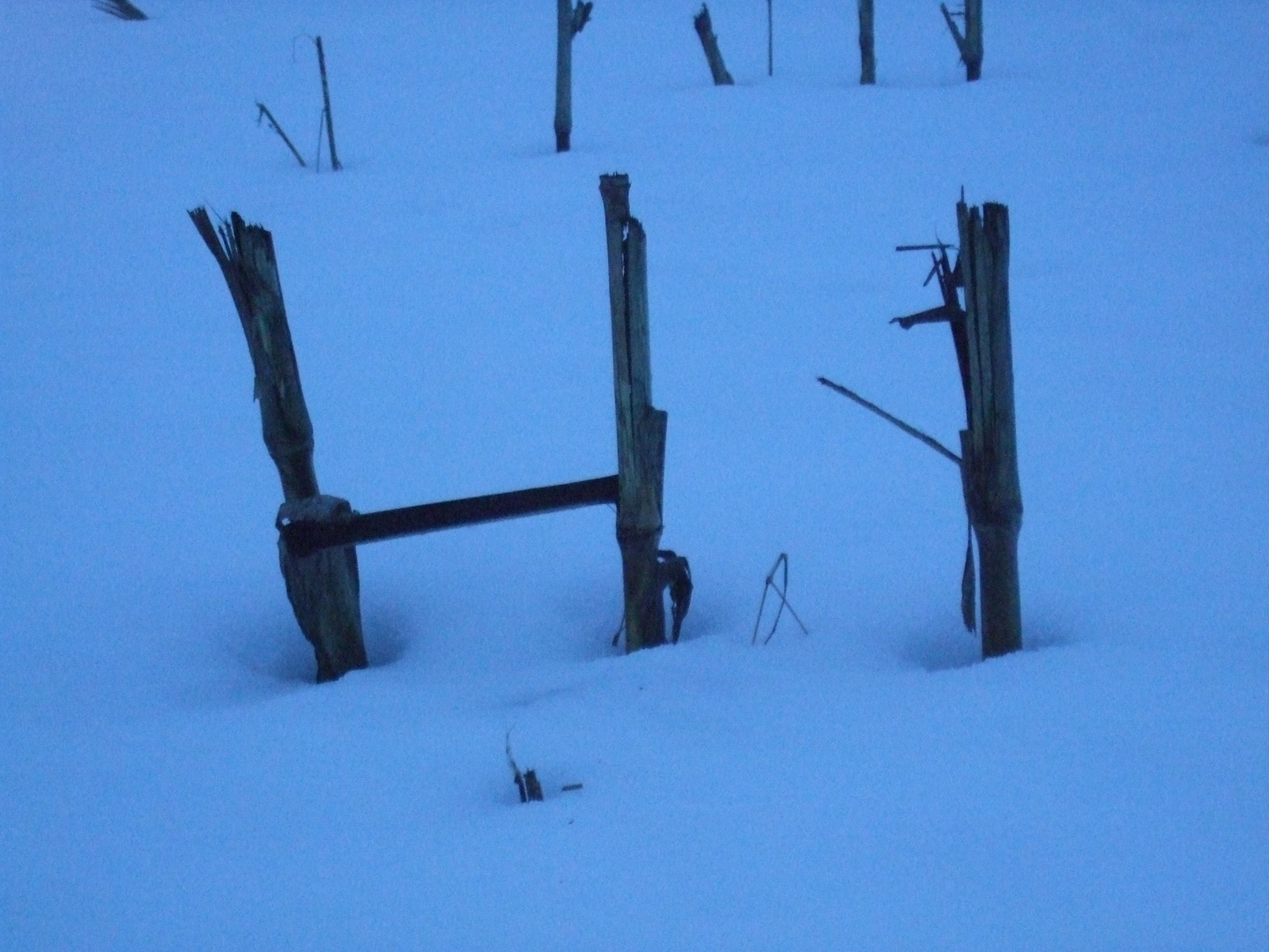 Gruß aus dem Maisfeld