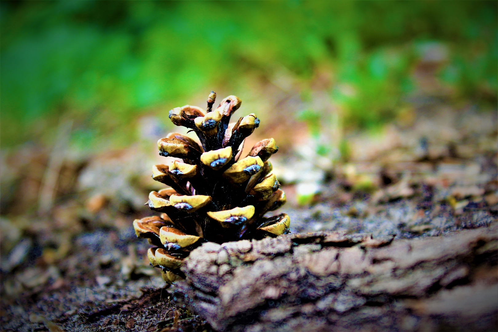 Gruß aus dem Wald