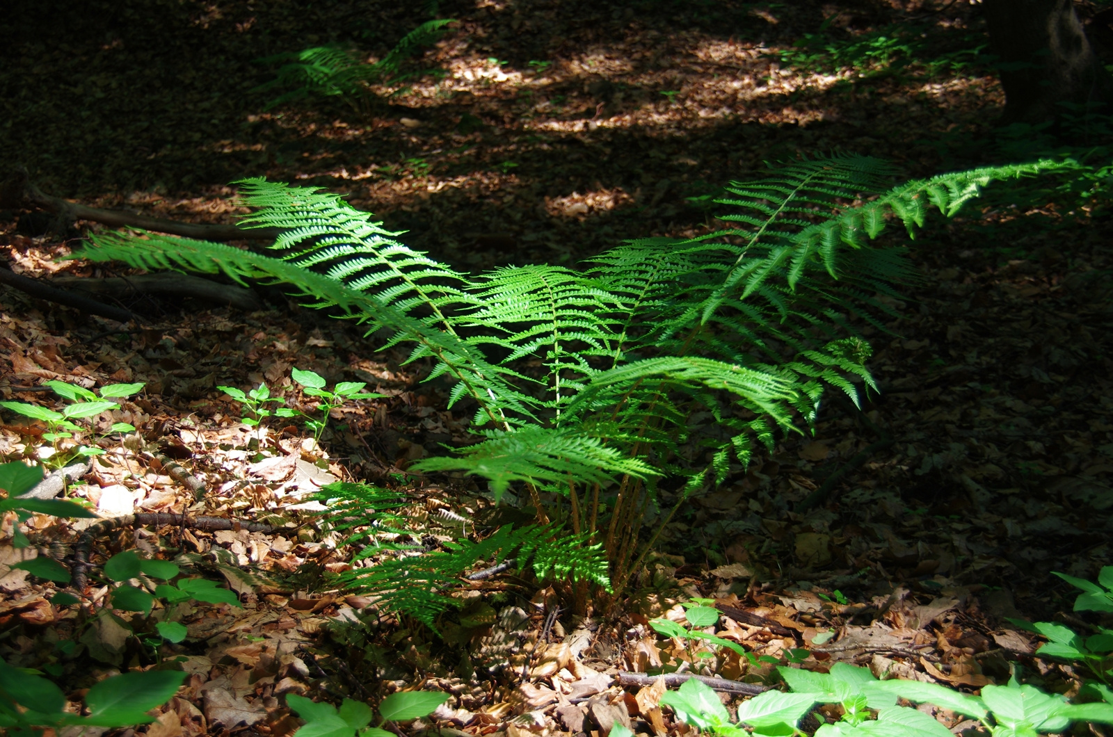 Gruß aus dem Walde