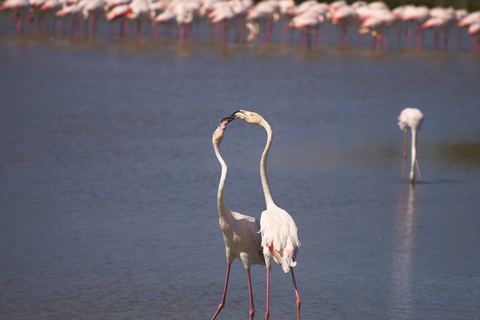 Gruß aus der Camargue