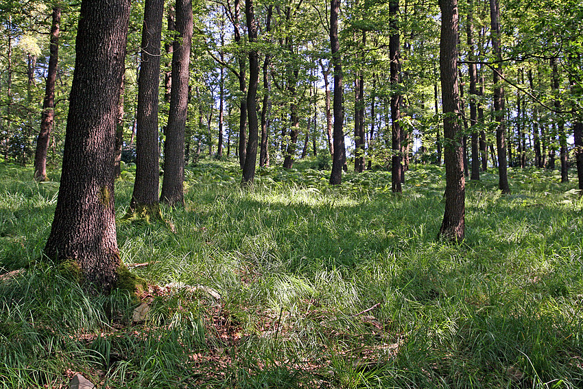 Gruß aus heimischen Wäldern