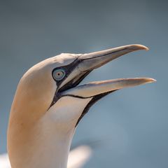 Gruß aus Helgoland