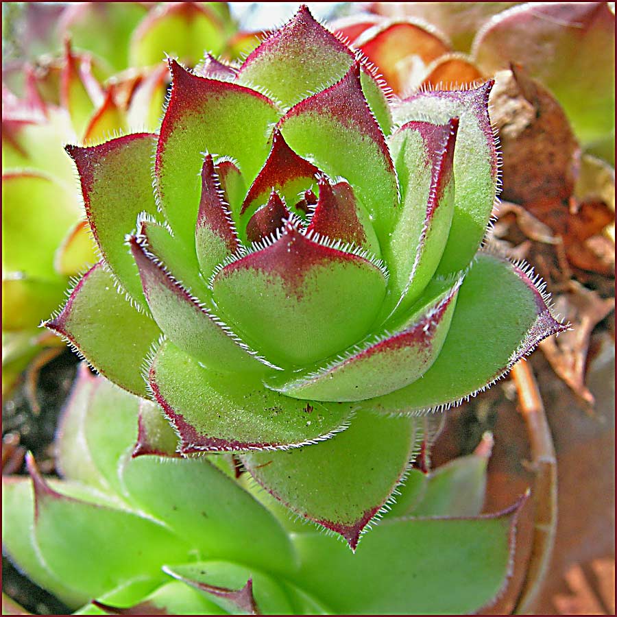 Gruss aus meinem Garten II