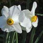 Gruß aus unserem Garten